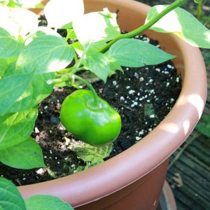 Costa Rican red
