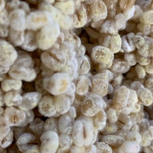 Koji