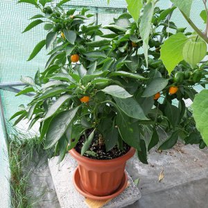 Snackpepper1 19.9.