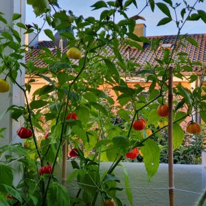 20190920_073221-raureif.jpg