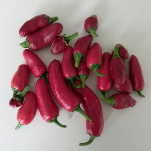 gorria piment de ...