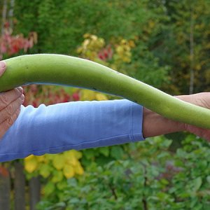 Cucuzza