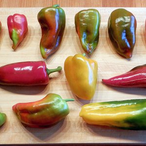 Paprika