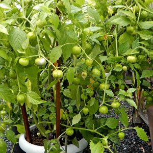 Tomatillo
