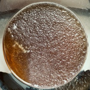 Kombucha — Tag 5