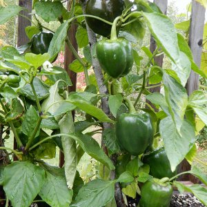 Polnische Riesenpaprika