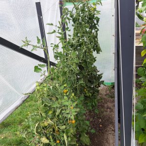 Tomaten 26.9.