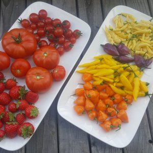 Erdbeeren, Tomaten und Chilis, 13.09.2019