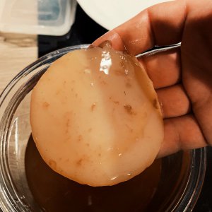 SCOBY