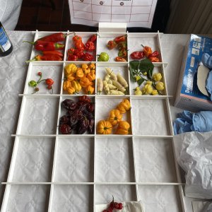 Chiliausstellung Oberursel