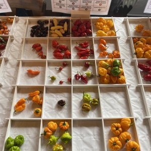 Chiliausstellung Oberursel