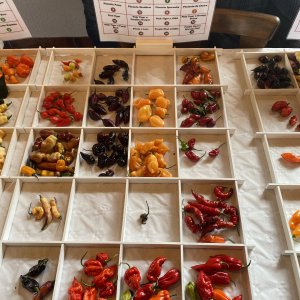 Chiliausstellung Oberursel