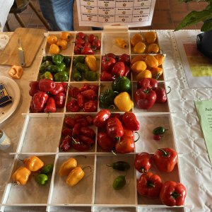 Chiliausstellung Oberursel