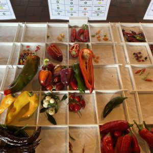 Chiliausstellung Oberursel