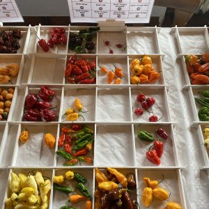 Chiliausstellung Oberursel