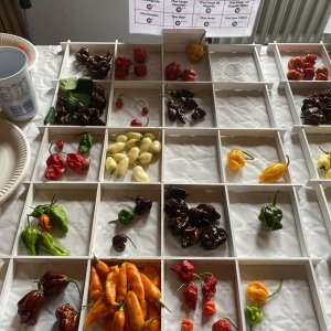Chiliausstellung Oberursel