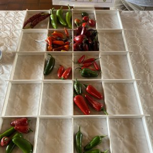 Chiliausstellung Oberursel