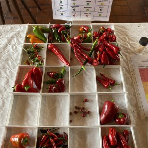 Chiliausstellung Oberursel