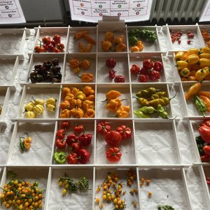 Chiliausstellung Oberursel