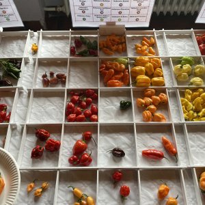 Chiliausstellung Oberursel