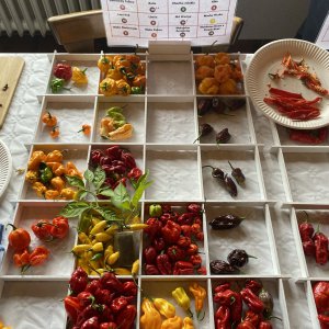 Chiliausstellung Oberursel