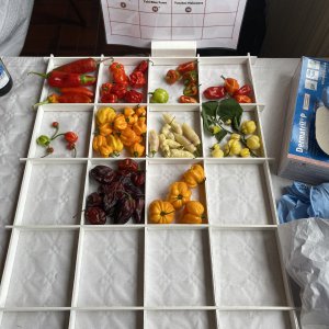 Chiliausstellung Oberursel