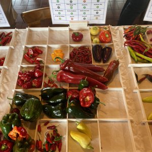 Chiliausstellung Oberursel