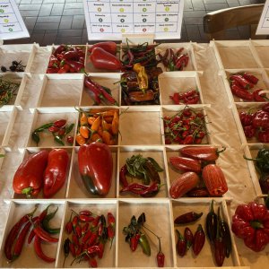 Chiliausstellung Oberursel