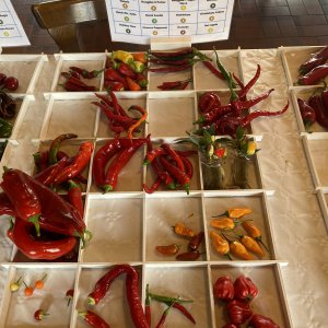Chiliausstellung Oberursel