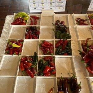 Chiliausstellung Oberursel