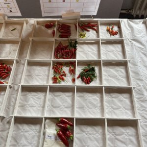Chiliausstellung Oberursel