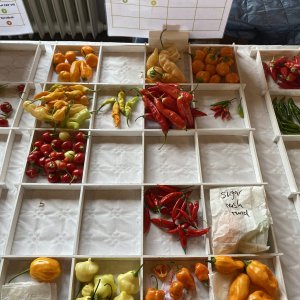 Chiliausstellung Oberursel