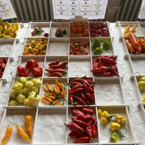 Chiliausstellung Oberursel