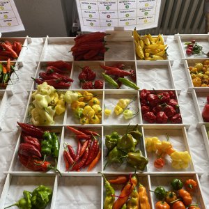 Chiliausstellung Oberursel