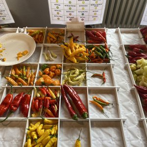 Chiliausstellung Oberursel
