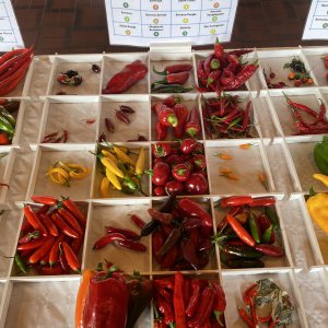 Chiliausstellung Oberursel