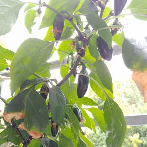 Stand 29.9.: Jalapeño Agriset
