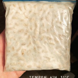 Tempeh, 41h