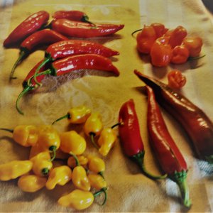 Aji Rojuco-Rocato-Hatch M. S. Junie-Trinidad Parfume
