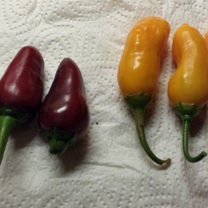 Serrano Purple und Sugarbird F2