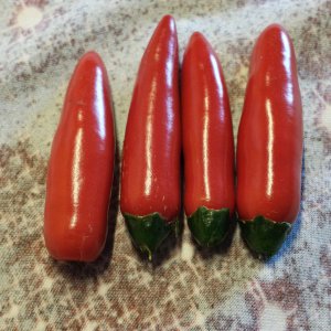 Serrano Tampiqueno