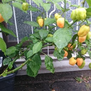 Habanero Orange