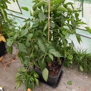 Polnischer Riesengemüsepaprika 3.10.