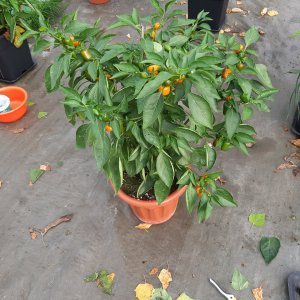 Snackpepper Yellow1 3.10.