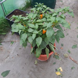 Snackpepper Yellow2 4.10.