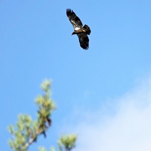 Eagle Hunting