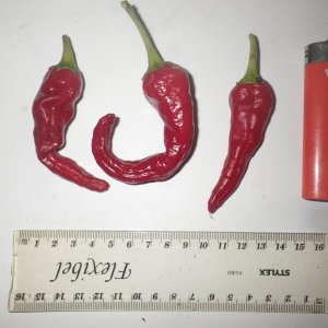KM