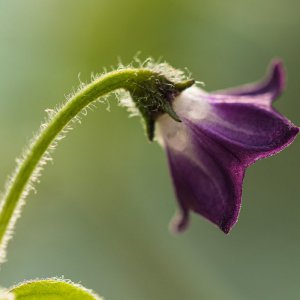 2019_10_13_ulupicaxrocoto2.jpg