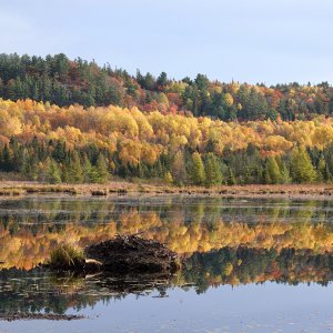 Biberteich