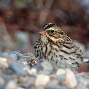 Savanna Sparrow